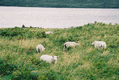 Rys 22: szkoc3.JPG 700 x 469 [92181 bajt�w]