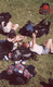 Rys 22: beskid3.jpg 402 x 650 [58832 bajt�w]