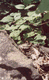 Rys 25: beskid6.jpg 402 x 650 [49026 bajt�w]