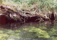 Rys 5: krut10.jpg 713 x 494 [148024 bajt�w]