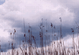 Rys 18: krut25.jpg 713 x 494 [86134 bajt�w]