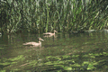 Rys 24: krut33.jpg 713 x 477 [167257 bajt�w]