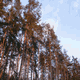 Rys 14: zw28.jpg 500 x 375 [53196 bajt�w]