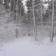 Rys 51: zw45.jpg 375 x 500 [40842 bajt�w]